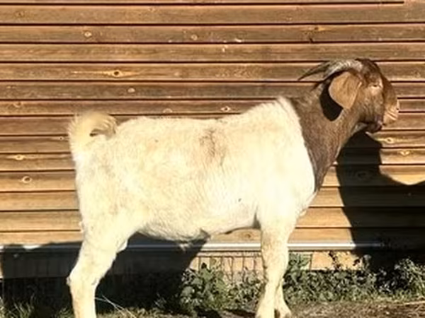 Taka, Boer goat