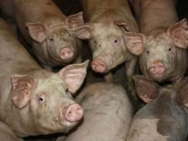 Boar, Pigs