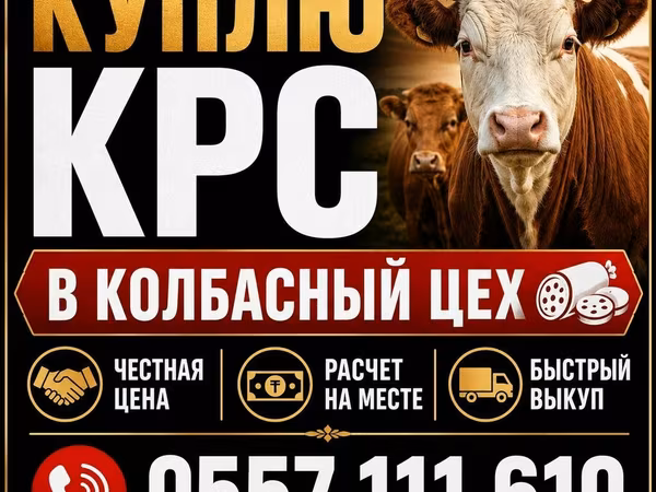 Bou, Bovine