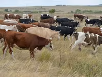 सांड, Simmental cattle — फ़ोटो 3