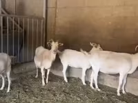 Capră, Pomellata goat — foto 5
