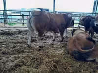 Toro, Partenaise cattle — foto 3
