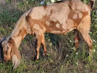 Bode, Nubian Goat — foto 1