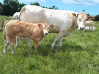 Taureau, Blonde d’Aquitane cattle — photo 3