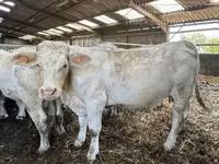 Vacă, Charolais cattle — foto 2