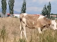 İnək, Red Estonian cattle — foto 1