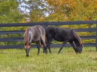 Jument, Rocky Mountain Horse — photo 6