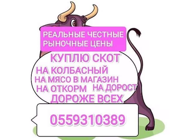 Bou, Bovine