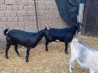 Țap, Saanen goat — foto 1