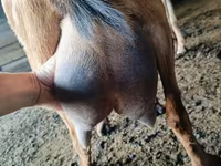 تيس, Nubian Goat — الصورة 3