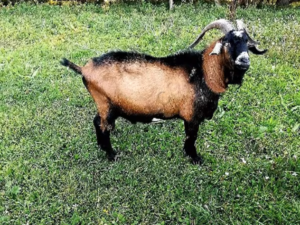 Ziegenbock, Czech Brown Shorthaired goats