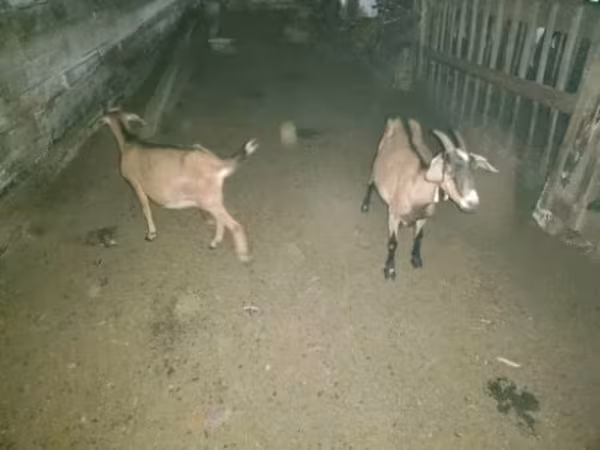 Goat, Goats