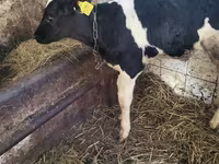 Taureau, Race Holstein — photo 1