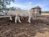 Vacă, Charolais cattle — foto 5