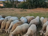 भेड़, भेड़ — फ़ोटो 4