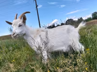 Ziege, Saanen goat — Foto 3