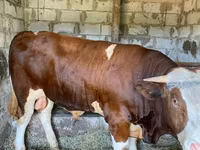 Bulle, Simmental cattle — Foto 2