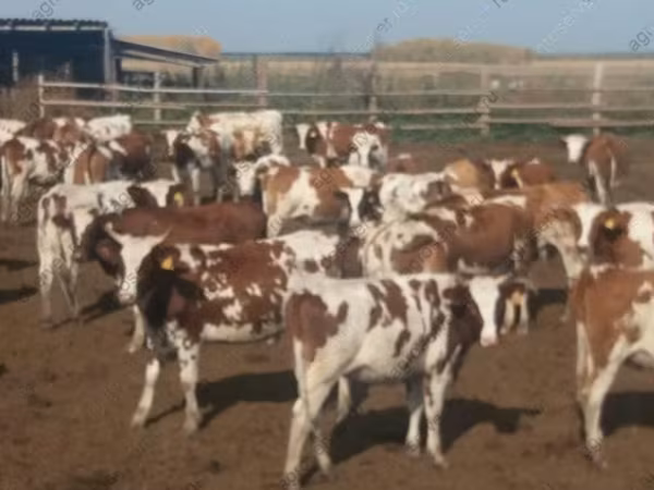 Vacă, Simmental cattle
