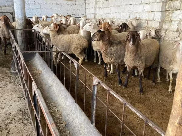 Oaie, Awassi sheep