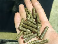 Lucernă granulata — 3-rasm