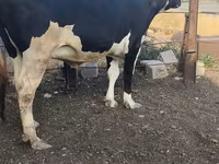 Sigir, Russian Black pied cattle — 8-rasm