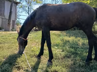 Cavalo, Cavalos — foto 3
