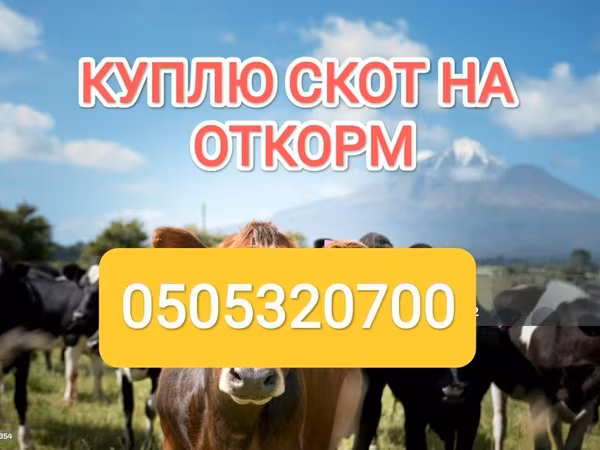 Букачар, Швиц породу