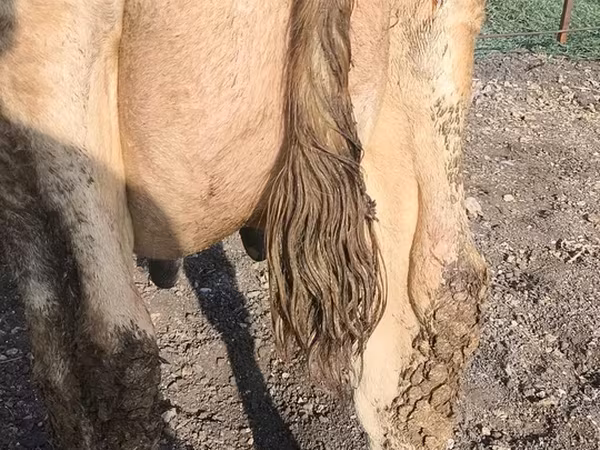 Sigir, Swiss cattle