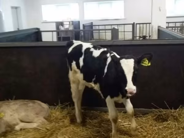 Bou, Bovine