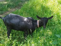 Ziege, Ziegen — Foto 2