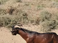Cabro, Nubian Goat — foto 5