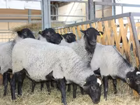 Berbec, Precoce sheep — foto 5
