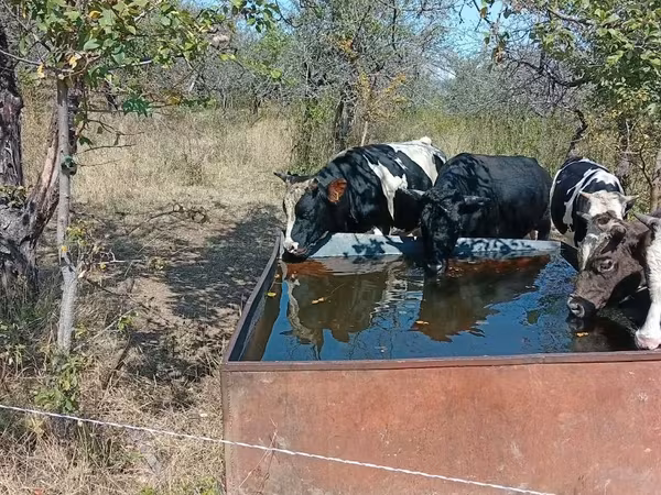 Bou, Bovine — Republica Moldova