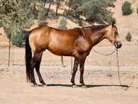 At, Quarter Horse — foto 7