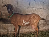 عنزة, الماعز — الصورة 1