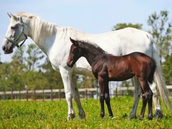 Stute, Orlov Trotter