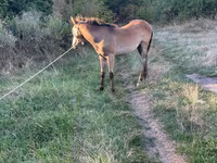 Hengst, Pferde — Foto 2