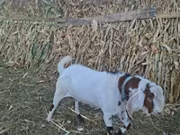 Cabro, Nubian Goat — foto 2