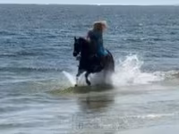 Jument, Quarter Horse — photo 6
