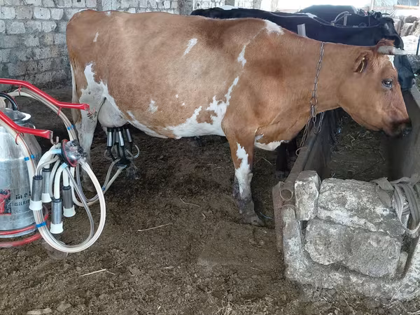 Vacă, Rasa Jersey
