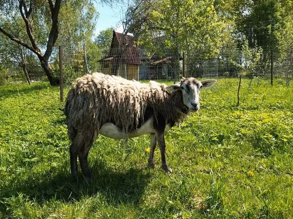 Capră, Kejobong goat
