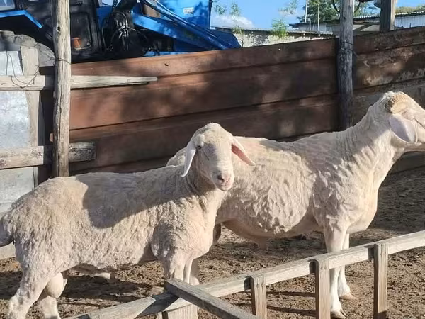 公羊, Sheep — 摩尔多瓦