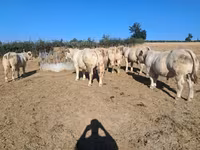 Bou, Rasa vacă — foto 1