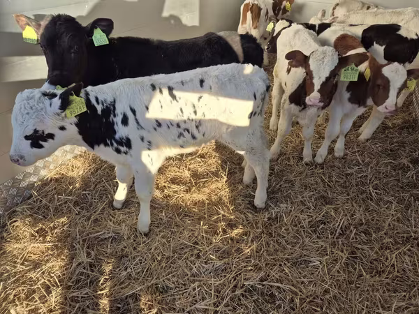 Bou, Vaca Limousine