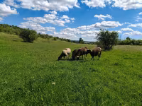 Oveja, Dorper sheep — foto 3
