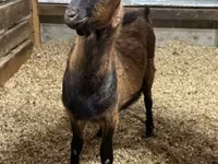 Ziegenbock, Alpine goat — Foto 1
