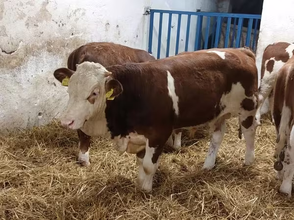 Taureau, Simmental cattle