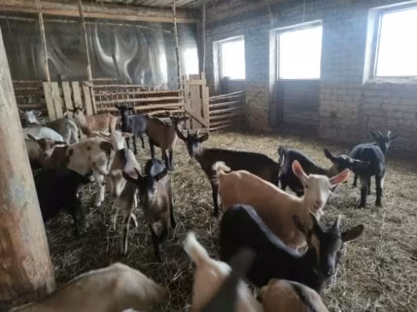 Goat, Goats