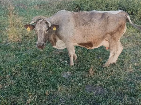 母牛, Cattle — 摩尔多瓦
