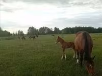 Iapă, Percheron — foto 7